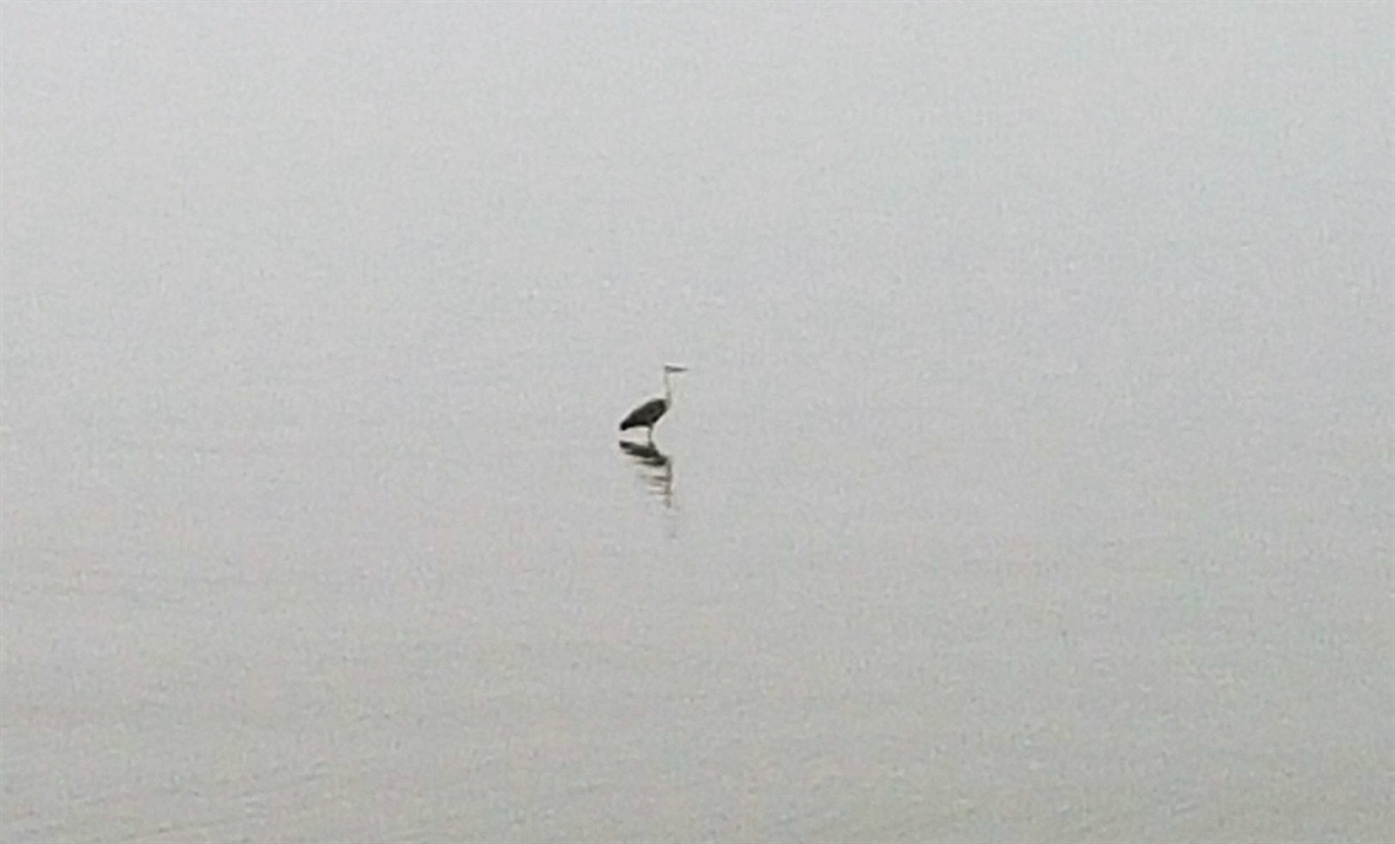 물 위에 서있는 물새 한마리. 고요한 바다에 목격한 풍경입니다. 
