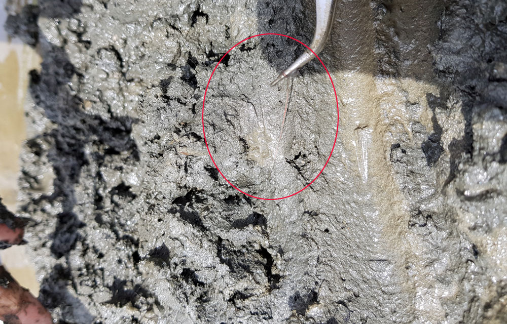 금강에서 발견되고 있는 실지렁이는 머리카락보다 조금 더 굵으며 길이가 10~15cm 정도를 보이고 있습니다.