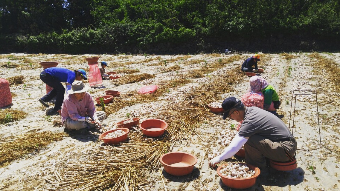 지난 5월 내가 속해 있는 봉사활동 모임에서 무릉외갓집 조합원 농가의 마늘수확을 도왔다. 마늘, 감귤 수확철에는 항상 사람손이 부족하며 그나마 구할수 있는 인력이 고령의 할머니들이다.  