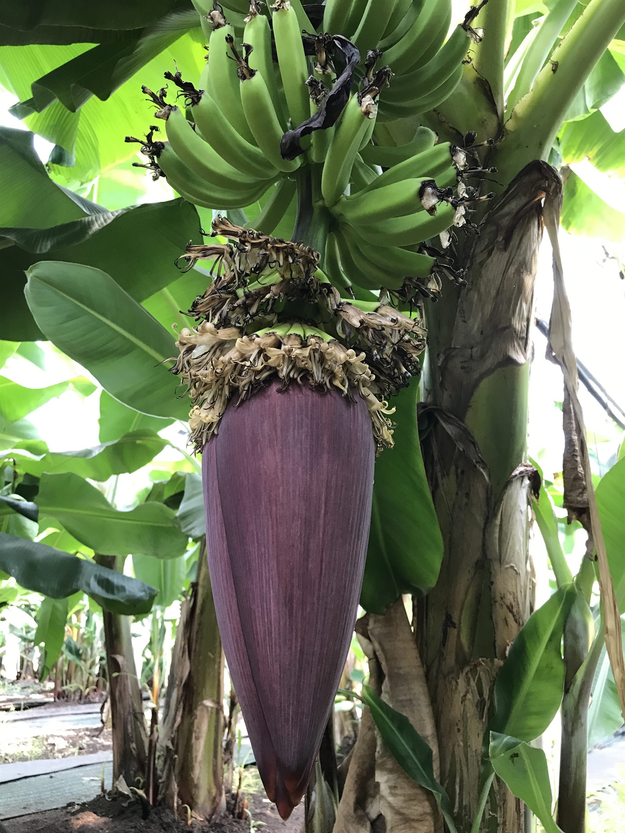 제주에는 다양한 열대과일이 생산되고 있다. 최근에 바나나 농가들도 꽤 늘어나고 있다. 