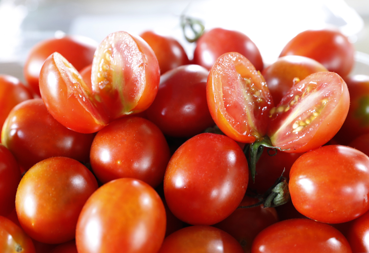이학섭 씨가 수확한 대추토마토. 보통의 토마토와 달리 맛이 짭짤한 게 특징이다. 과육이 튼실하고, 과육을 자르더라도 젤이 흘러내리지 않는다.