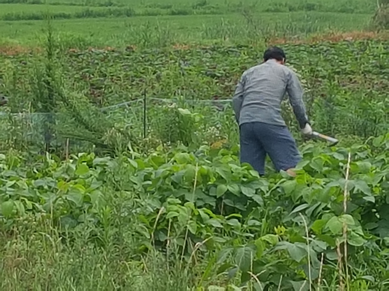  대량으로 재배하는 농가에서는 콩 순치기를 낫으로 후려쳐 합니다.