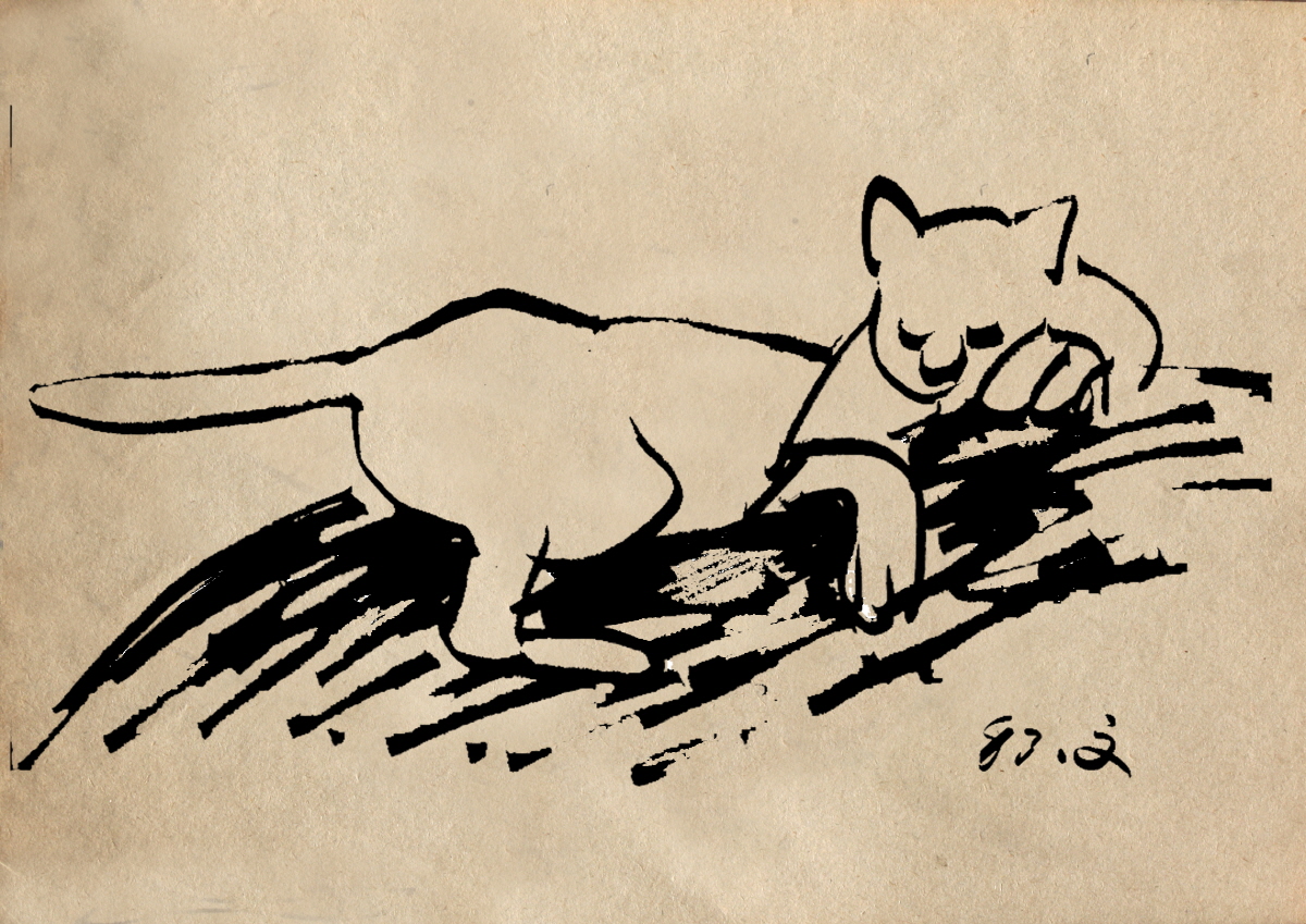 고양이 스케치