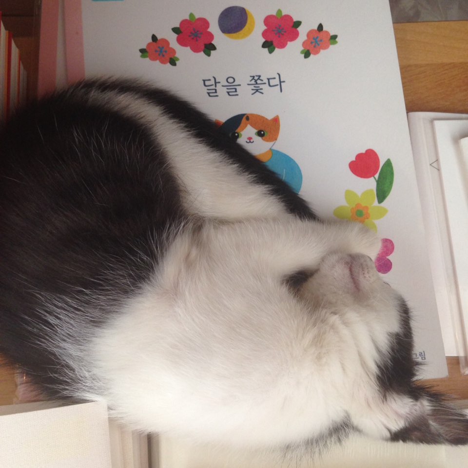 다섯 고양이를 키우는 독립출판물 작가 진고로호님이 쓴 책 <달을 쫓다>를 베고 잠들었다. 진고로호 님이 무척 좋아했다.