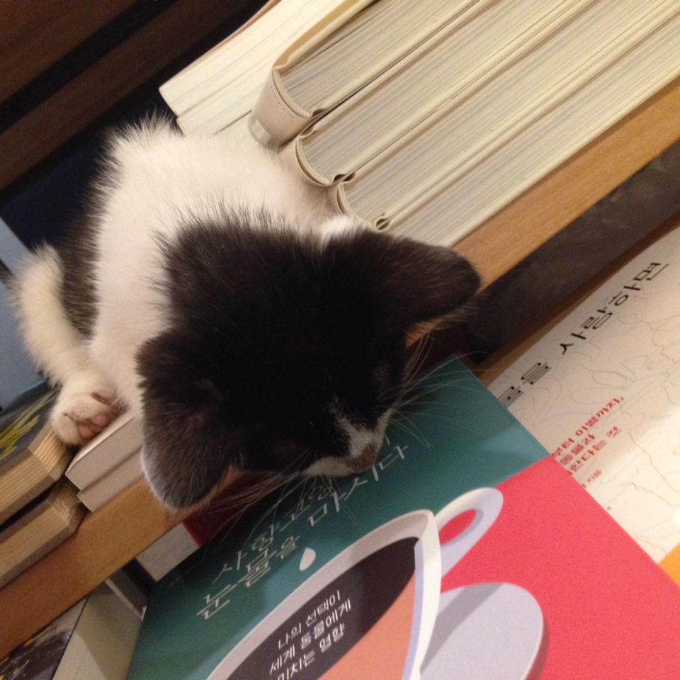 고양이도 책을 읽는다. 아니 뭐하는 거야? 자는 거야?