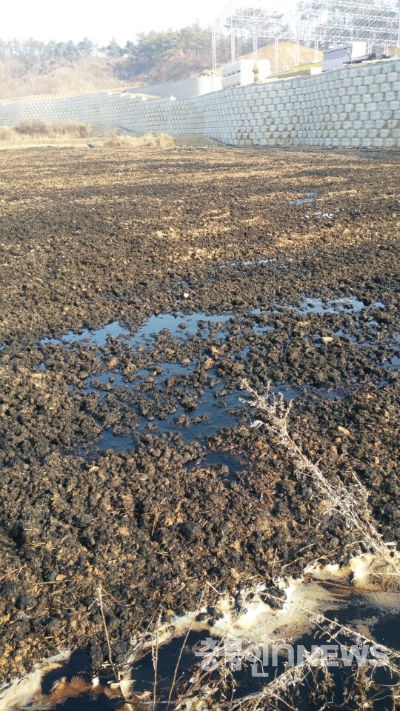 가축분뇨로 만든 액비가 밭에 뿌려진 현장. 액비가 용출돼 지상에 웅덩이를 이루고 있다(사진 음성환경지킴위).