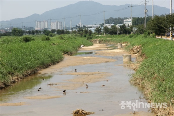  가축 축사가 위치한 상류의 미호천. 새들이 먹이활동을 하고 있다. 반면 축사와 연결된 지류와 합류한 하류지점에는 새들조차 없다.