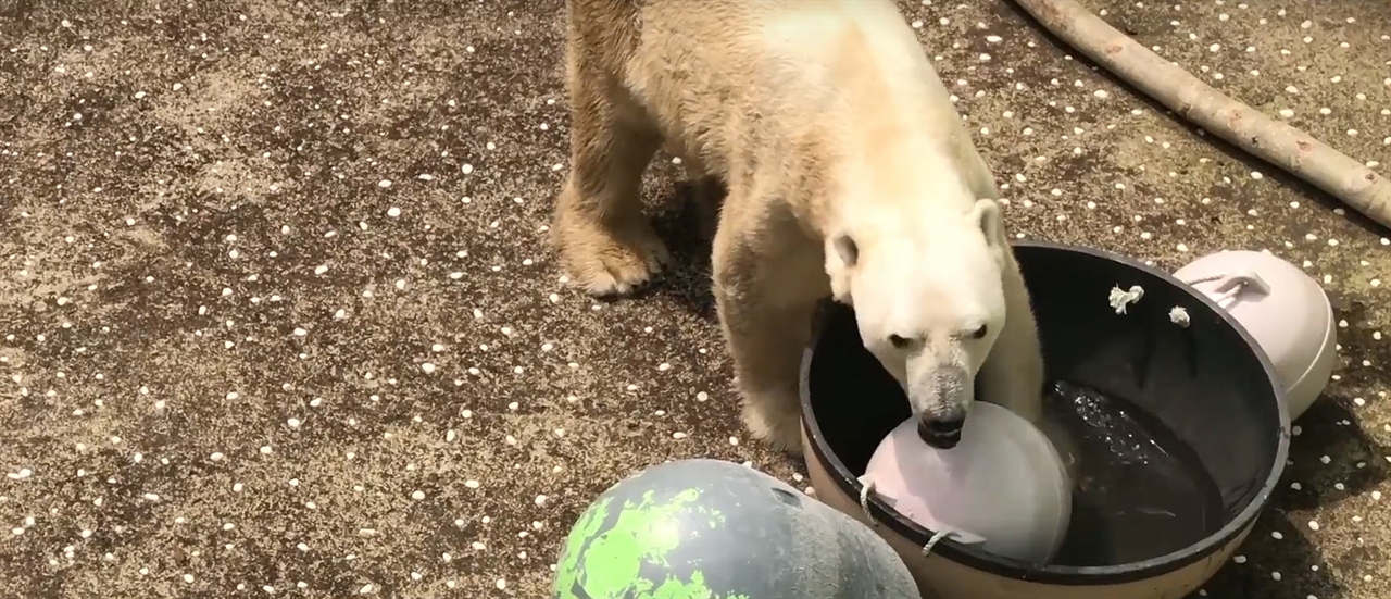 지난달 동물권 단체 케어가 공개한 에버랜드 북극곰 통키의 근황을 담은 영상의 한 장면. 유투브 영상 캡처.