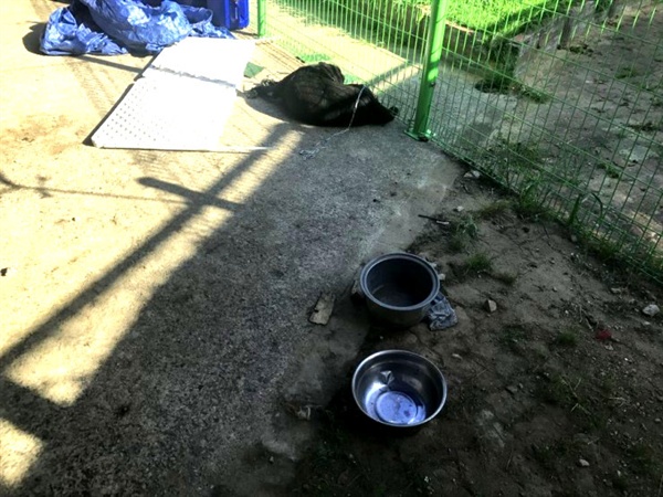 '덕배'라 불리던 대형견이 창원유기동물보호소에 들어왔다가 지난 6일 오후 죽은 채 발견되었다.