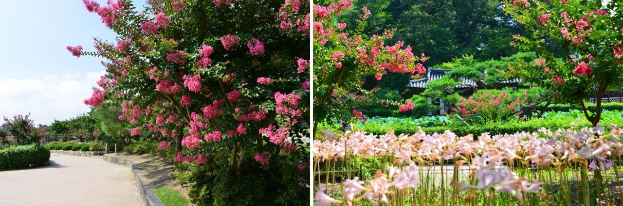 붉은 배롱나무 꽃과 연분홍 상사화가 한창 피어있는 강릉 선교장 여름풍경