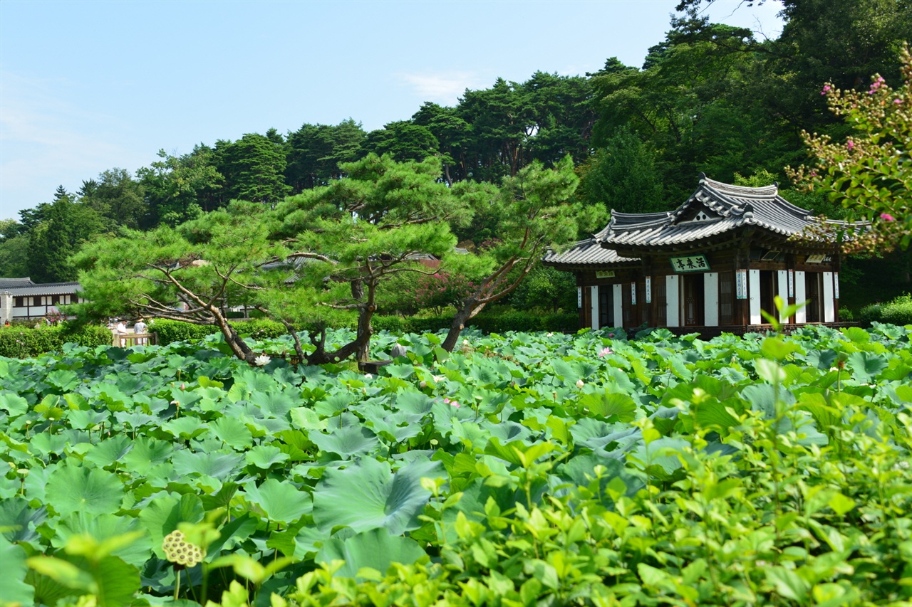 연꽃 위에 둥둥 떠 있는 것 같은 활래정은 1816녀넹 오은거사 이후가 건립한 정자로 주자의 관서유감 '근원으로부터 내려오는 물이 있음일세(爲有源頭活水來)' 에서 活자와 來자를 가져와 이름을 지었다. 