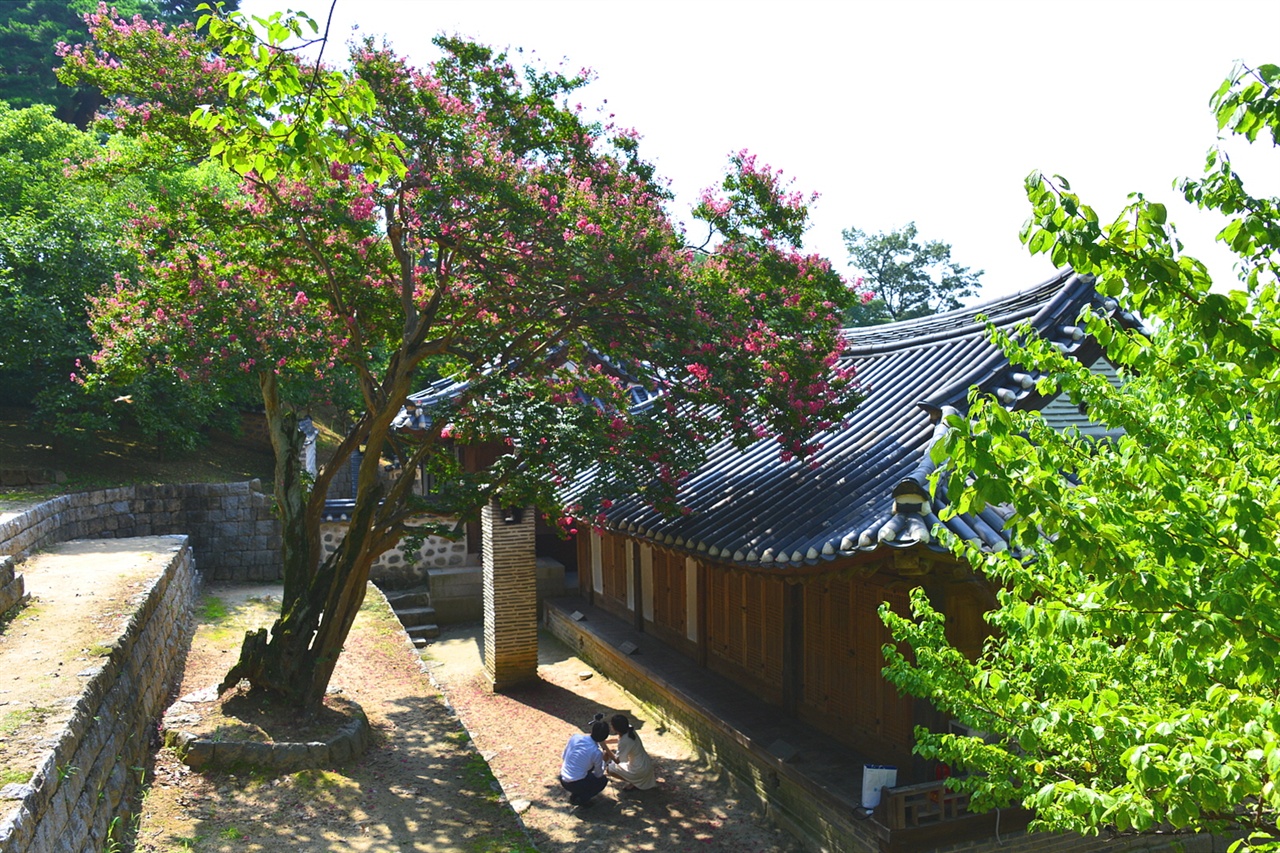 열화당 후원의 거대한 배롱나무가 꽃을 피우며 열화당 지붕위에 황홀하게 드리워지고 있다.  