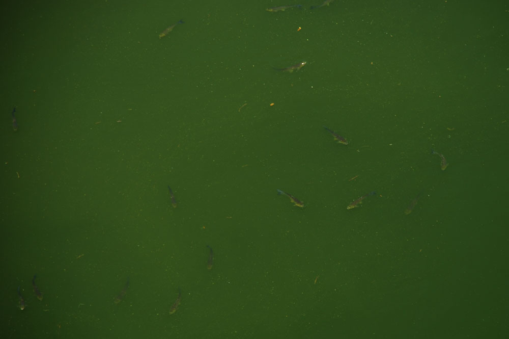 유네스코 세계문화유산 공산성에서 바라다본 강물이 온통 녹색 빛이다. 물고기들이 물 위쪽까지 떠올라 둥둥 떠다닌다.