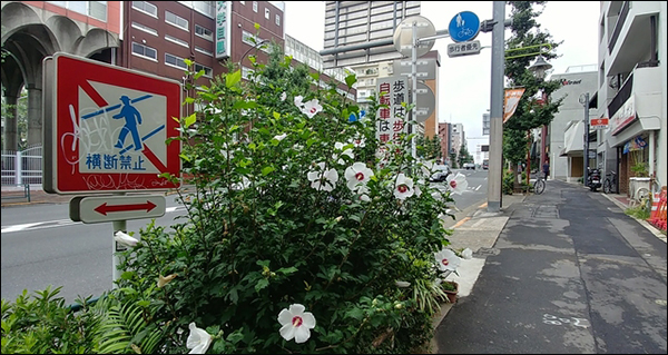 개인 사유지도 아닌 길거리 가로수를 심은 좁은 공간에 무궁화를 비롯한 각종 꽃을 가꾸는 일본인들
