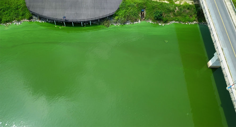  강물은 온통 녹색 빛이다. 녹조가 두툼하게 쌓인 곳에서는 악취가 진동했다.