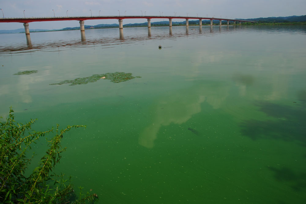  충남 부여군과 전북 익산시를 연결하는 웅포대교 강물이 온통 녹색 빛이다.