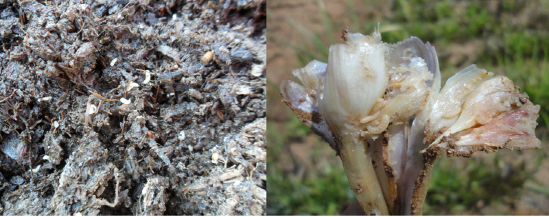 미숙퇴비에서 발생한 해충(좌측)이 흙속에 들어가면 작물(마늘)에 피해를 준다(우측)