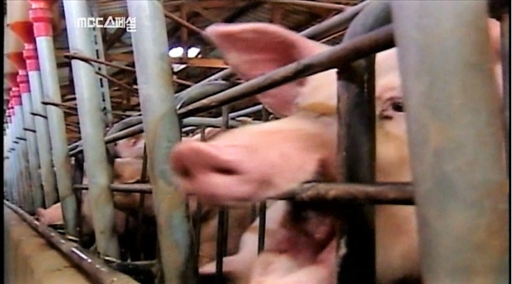 강제로 발치당한 돼지가 철창에서 나가고 싶어 이가 없는 상태로 철장을 물어뜯고 있다.
