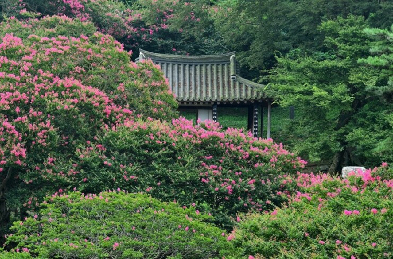 전남 담양군 고서면 후산마을에 있는 명옥헌. 배롱나무 숲 속에 고즈넉하게 앉아 있다
