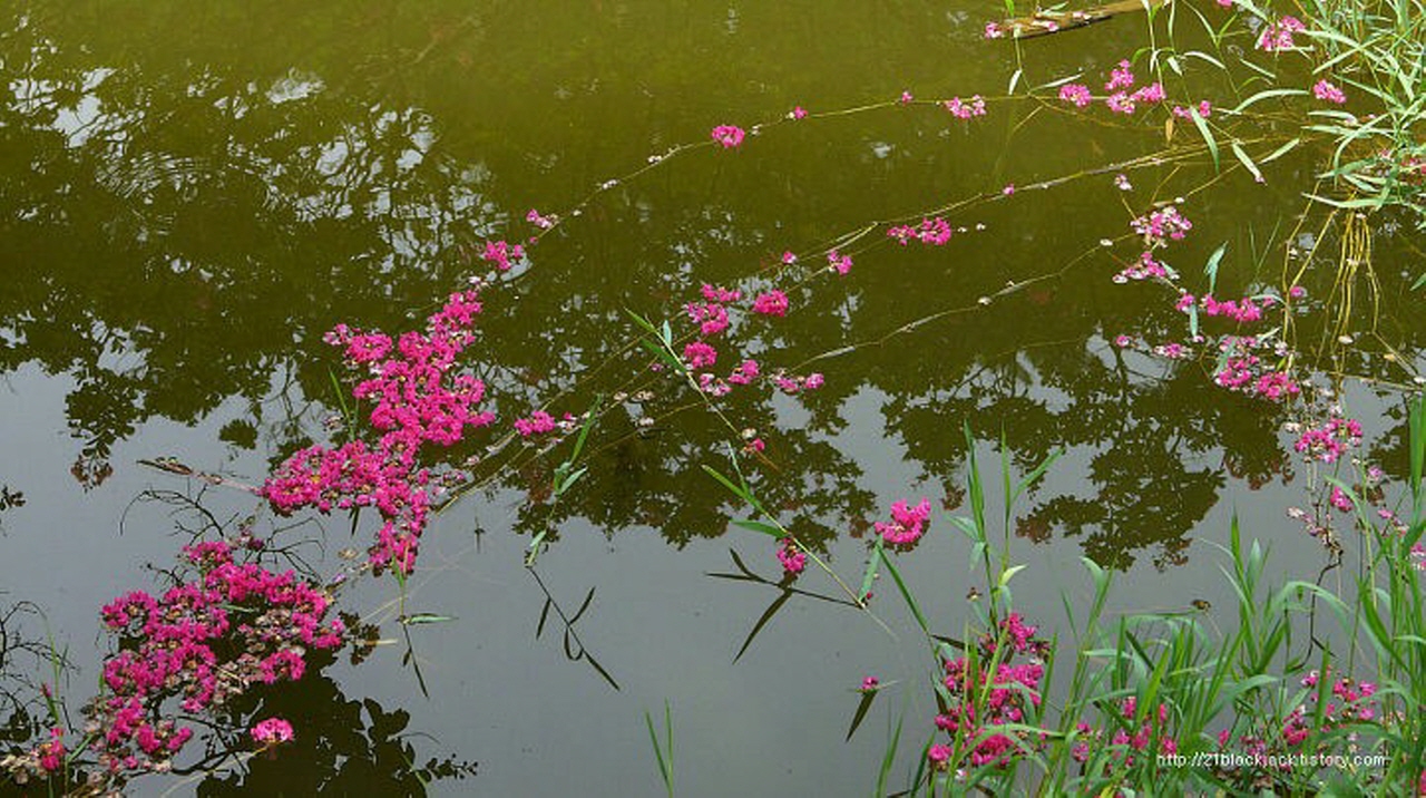 연못에 떨어진 꽃잎 꽃잎들. 5·18을 소재로 만든 영화 <꽃잎>이 떠오른다
