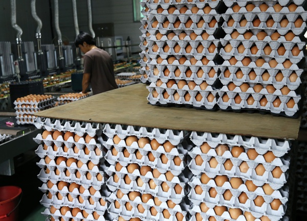 살충제 검출 계란 파장이 전국으로 확산 중인 16일 강원 원주시의 한 양계장에 쌓여있는 달걀들이 출하를 기다리고 있다. 이 농장은 전날 국립농산품질관리원의 검사를 통과해 달걀 출하 작업을 재개했다. 