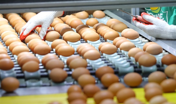 살충제 계란 파장이 전국으로 확산 중인 16일 강원 원주시의 한 양계장에서 직원들이 달걀 선별작업을 하고 있다. 이 농장은 전날 국립농산품질관리원의 검사를 통과해 달걀 출하 작업을 재개했다. 