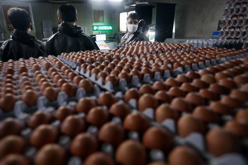 살충제 검출 달걀 파동이 계속되면서, 정부의 미흡한 대처가 도마에 오르고 있다.  