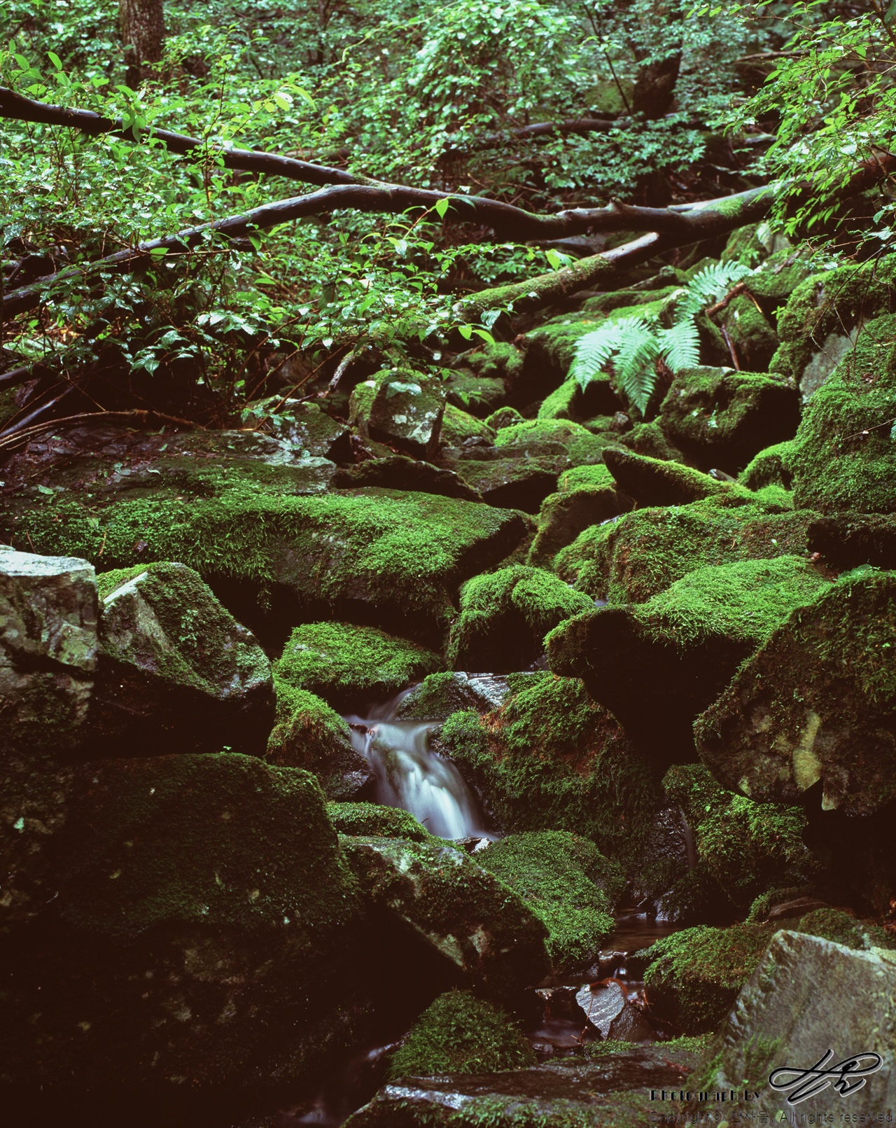 이끼와 계곡(4) (67ii/Velvia100)