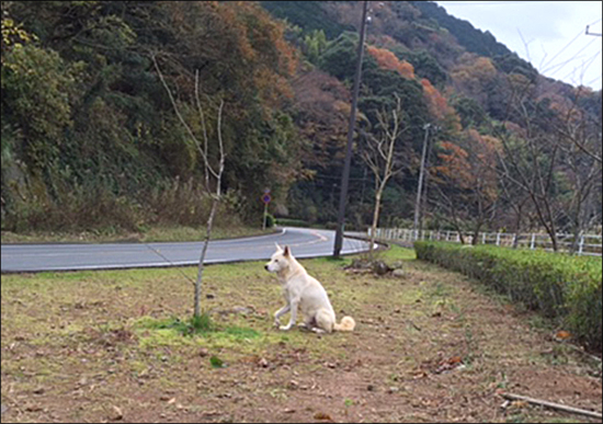 시즈오카현 요코가와 국도변에서 5년째 누군가를 기다리며 들개로 지내던 개, 주인인 노리코 씨가 이름을 시로라고 지음