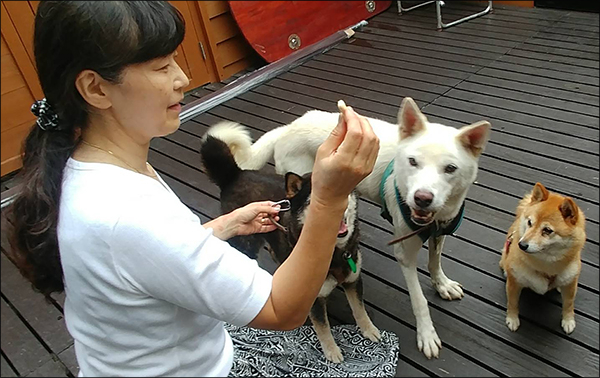  노리코 씨 집에서 한가한 시간을 보내는 입양된 개들, 가운데 백구가 5번째로 식구가 된 시로이다.