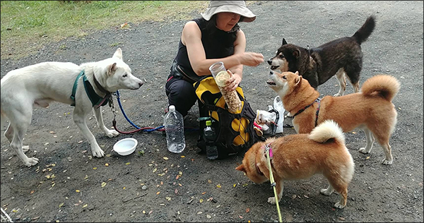  노리코 씨 집에서 한가한 시간을 보내는 입양된 개들, 가운데 백구가 5번째로 식구가 된 시로이다.