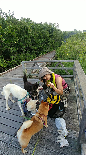 시모다의 하마보 공원에서 아침 산책 중인 개들과 노리코 씨