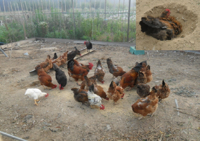 닭장에서 먹이를 쪼고 있는 닭. (네모안은 흙목욕을 하는 닭)