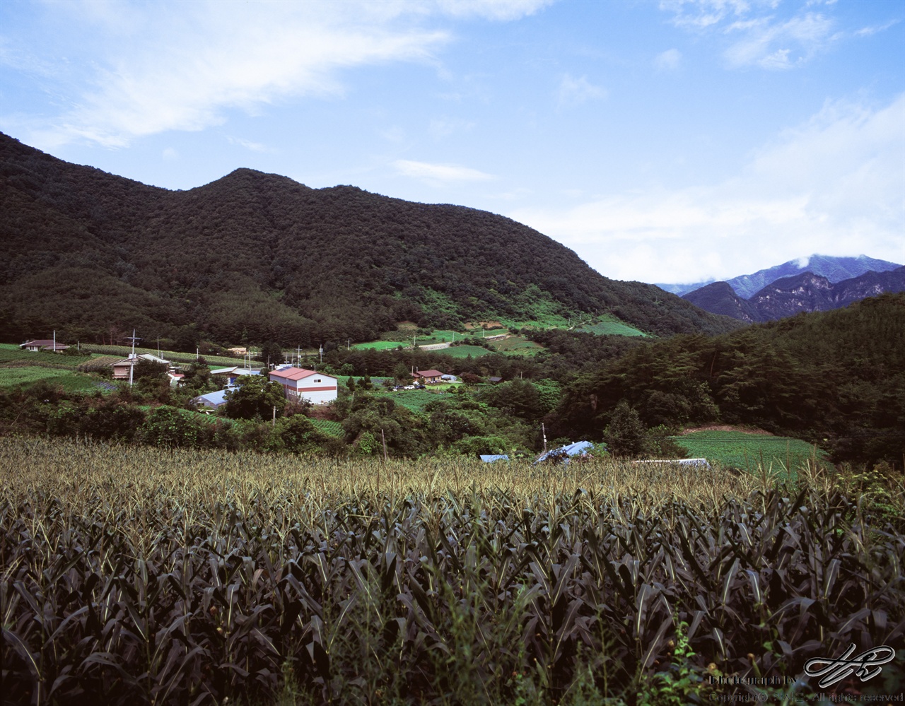 연포마을 (67ii/Velvia100)동강고성안내소에서 4시 반 방향 가까이 깊은 우회전을 하여 2킬로미터 남짓 진행하다보면 옥수수가 익어가는 정겨운 마을이 눈에 들어온다.