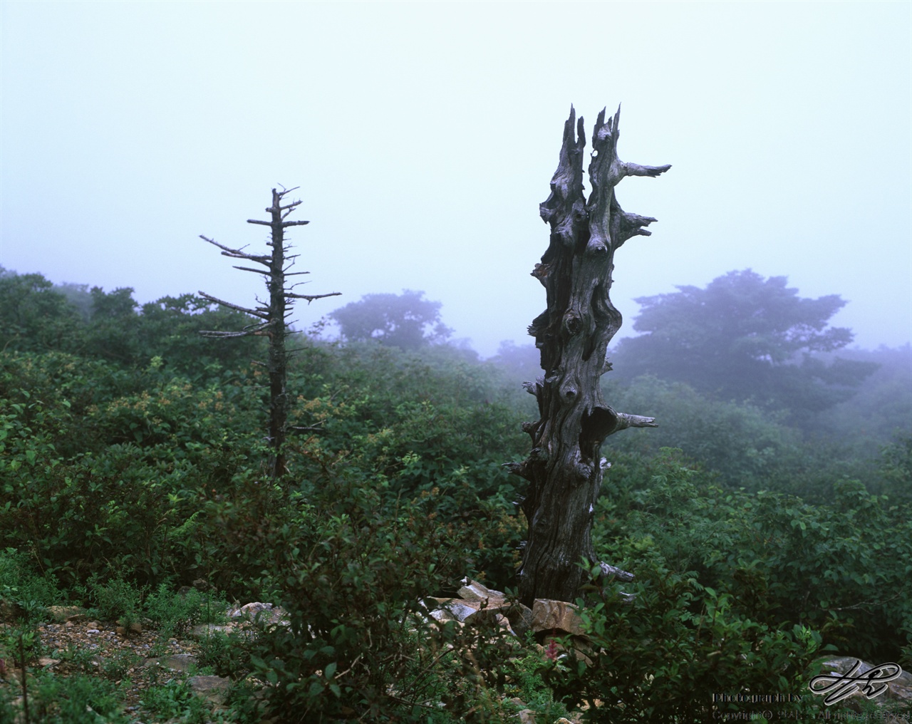 안개와 고사목 (67ii/Velvia50)