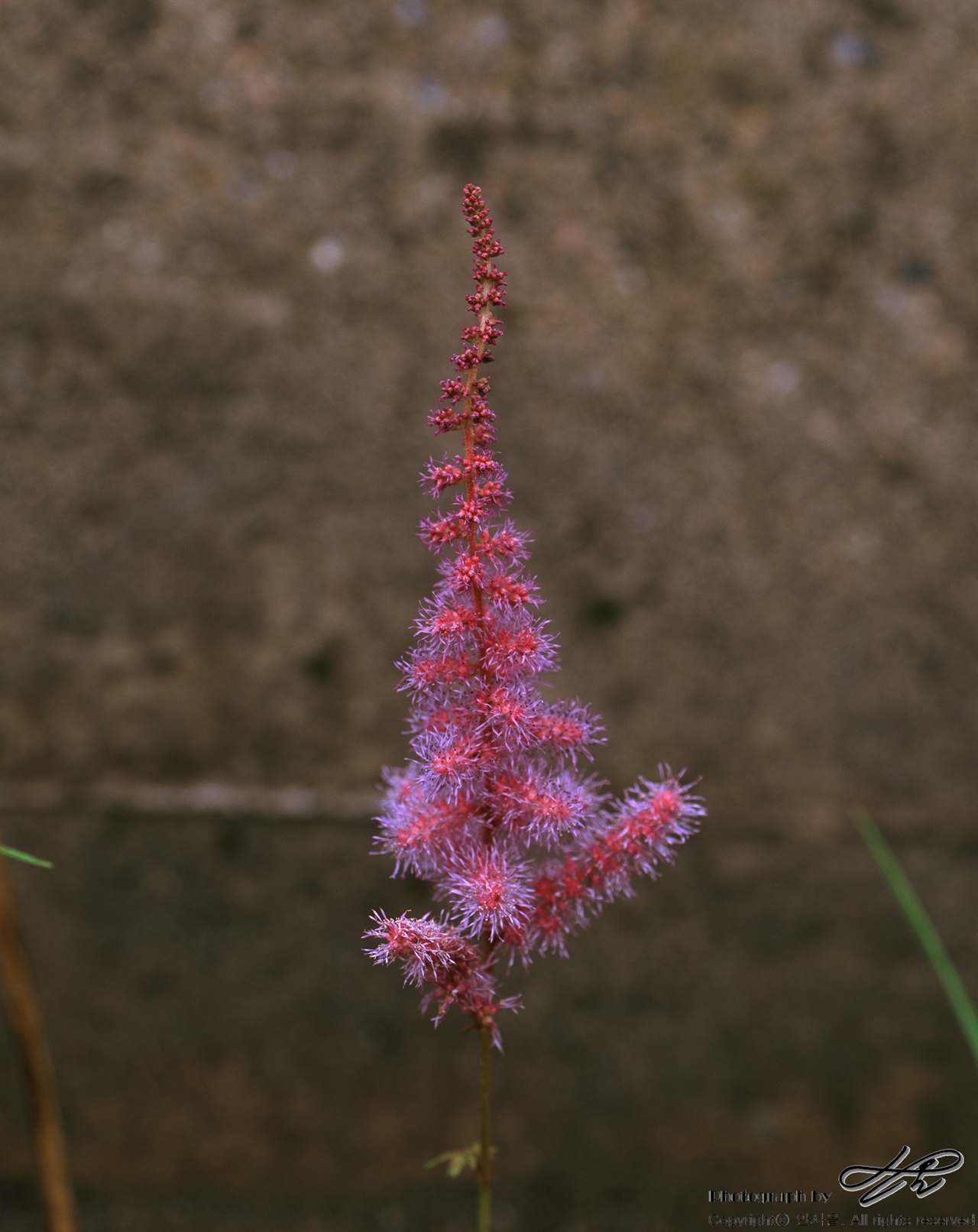 (67ii/Velvia50)