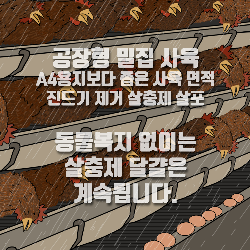  동물복지 없이는 살충제 달걀은 계속됩니다