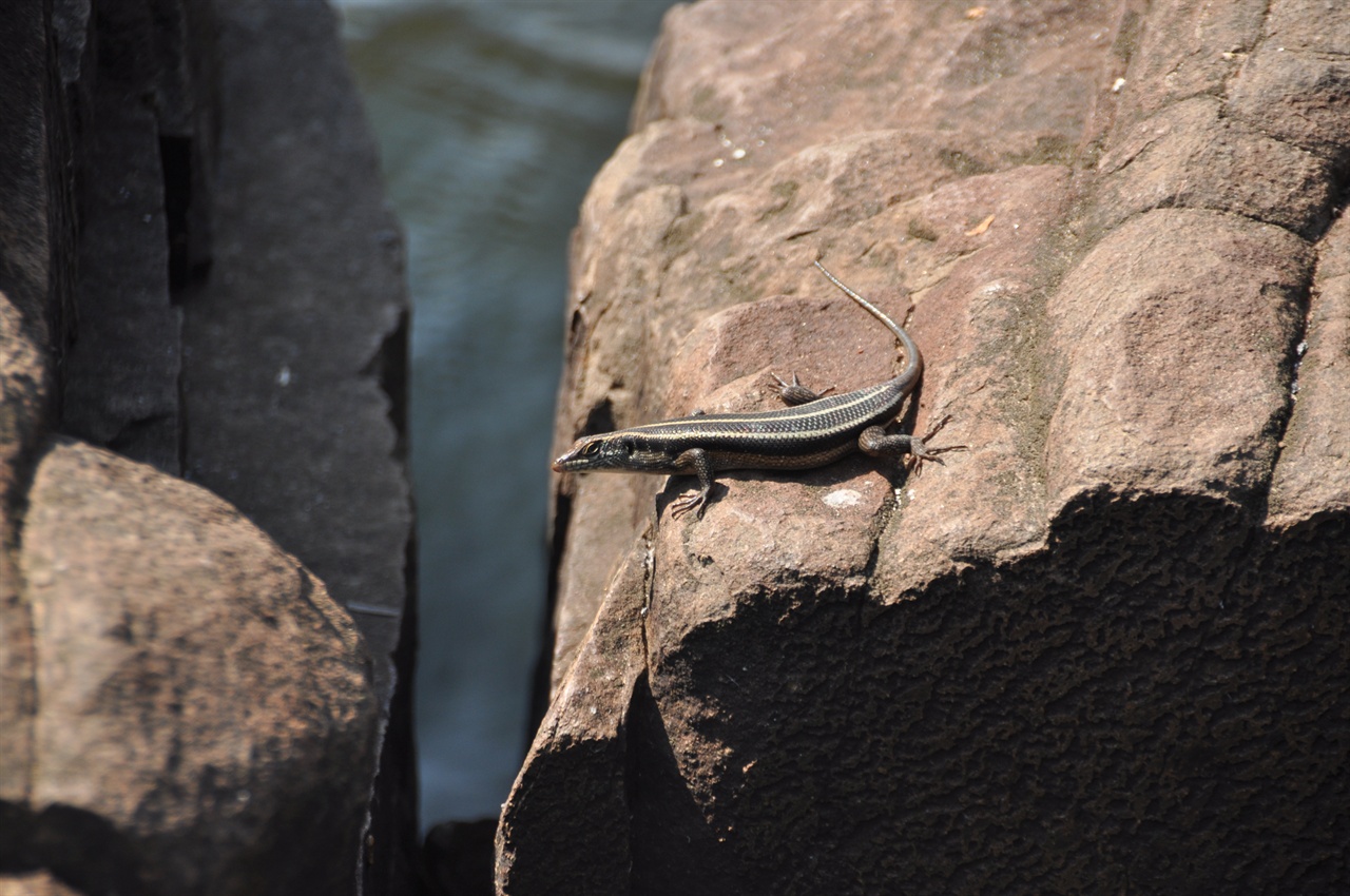 잠베지 강가에서 흔히 볼 수 있는 도마뱀.