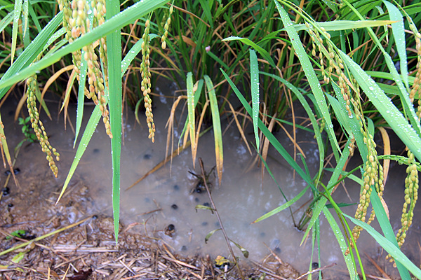 철원은 오대쌀로 유명하다. 한탄강 주변의 친환경벼를 재배하는 논에 우렁이가 기어다니고 벼가 익어가고 있었다. 