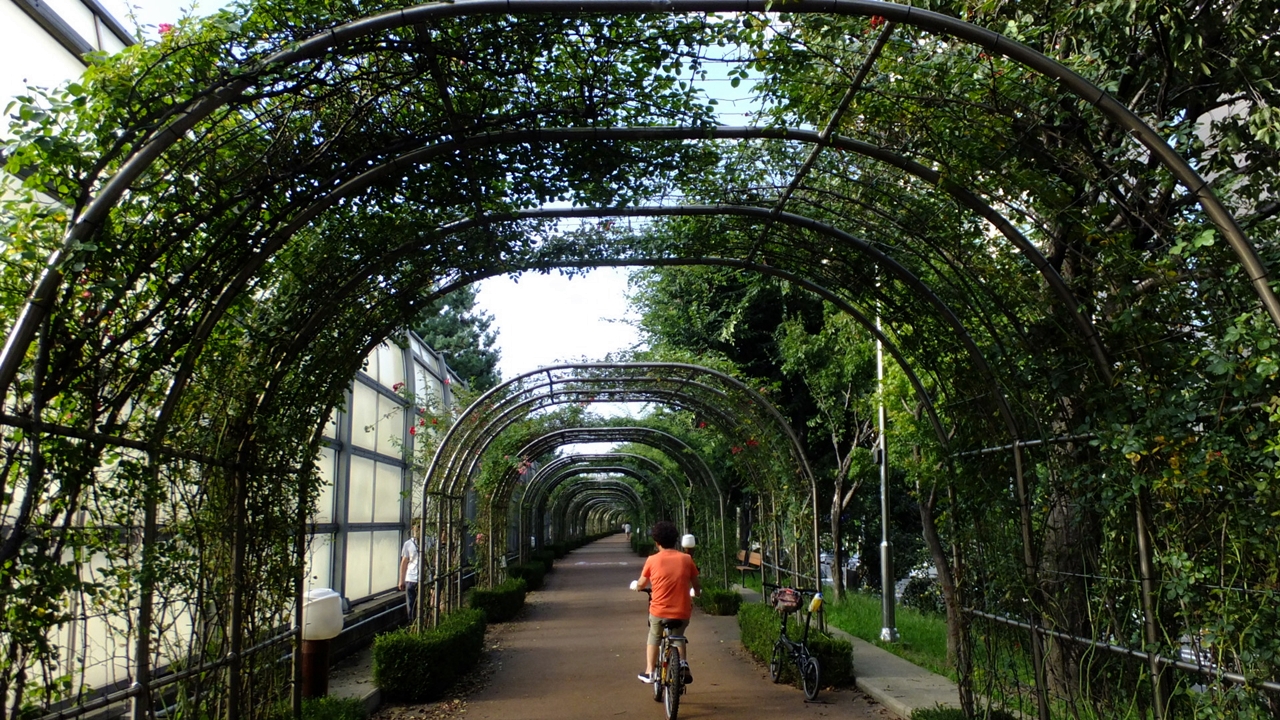 중랑천 둑길에 5km나 이어지는 서울 장미공원.