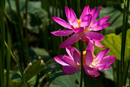 경남 함안에서 2009년에 성터 발굴 작업을 하다가 700년 전 연꽃 씨를 발견했다. 그 씨앗은 2년 뒤 꽃을 피웠고, 지금은 군락을 이뤘다. 이 꽃의 이름은 옛 지명을 따 아라홍련이라고 한다.