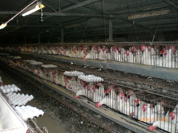  최근 문제가 된 ‘살충제 계란’ 역시 양계장의 공장식 축산이 원인으로 드러나고 있다.
 
