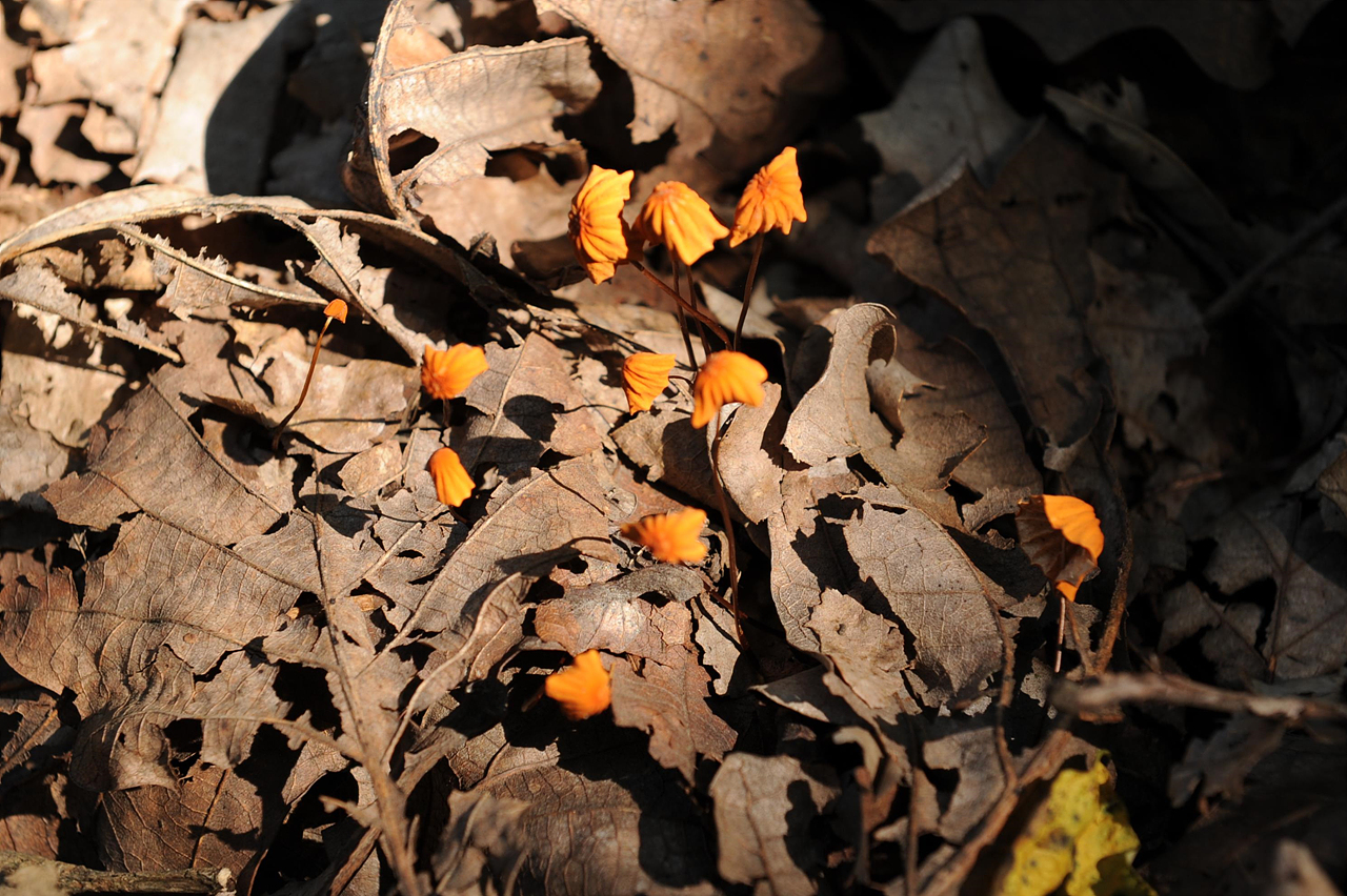 낙엽 속에서 자라는 애기낙엽버섯입니다. 낙엽을 썩혀서 자연으로 돌려보내는 역할을 한답니다.