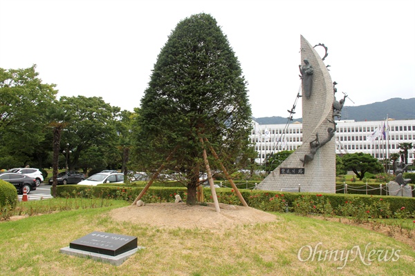 홍준표 전 경남지사가 2016년 6월 1일 경남도청 정문 화단에 심어 놓은 '채무제로 기념식수' 나무로, 조형물인 낙도의탑을 가리며 심어져 있다.