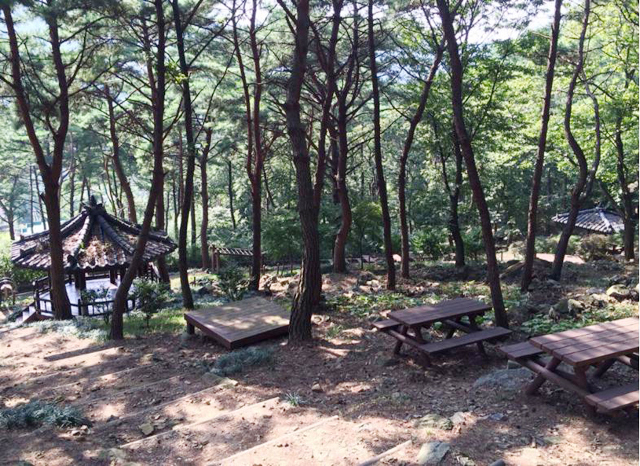 울창한 소나무 숲에서 산림욕을 즐길 수 있는 다산숲속체험장   