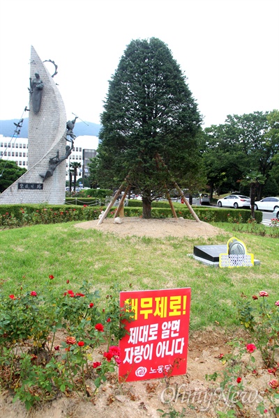  경남도청 정문 화단에 있는 '채무제로 기념식수' 나무.