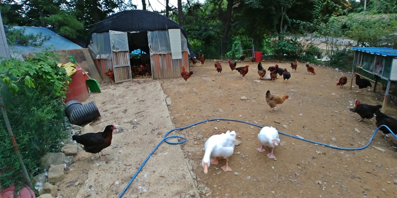 이곳 농장에서 닭을 직접 키운다.
