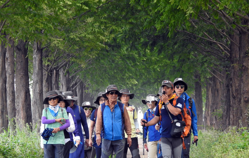 탐사대가 두 번째 코스인 의당면 정안천에서 허리통만 한 메타세콰이어 길을 걷고 있다.