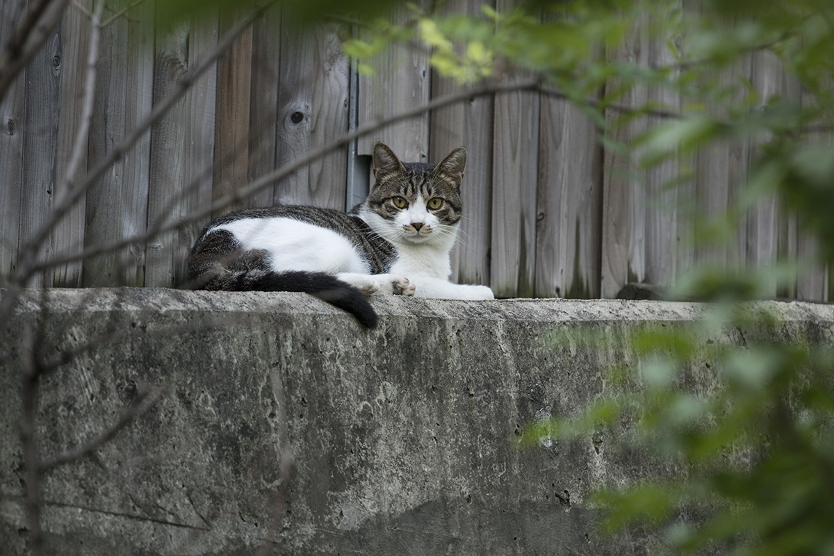  길고양이들은 엄연히 도시 생태계의 일원이자 우리의 이웃이다. 