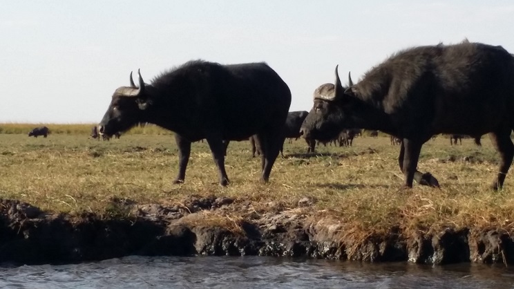 초베강변의 너른 풀밭에에는 몇 백 마리의 물소들이 무리를 이루어 지내고 있었다. 이렇게 많은 소들이 먹을 풀이 있다는 것이 신기할 정도였다.
